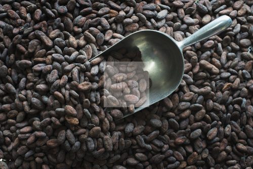 Fermented Ugandan Cocoa beans