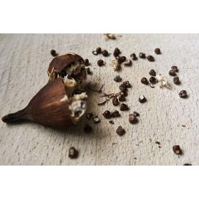 Guineai bors ( EGÉSZ) 50 g/ csomag