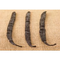 Vanuatu vaníliarúd