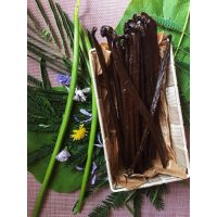 Mexikói vaníliarúd