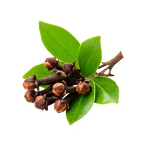 Srí-lankai szegfűszeglevél